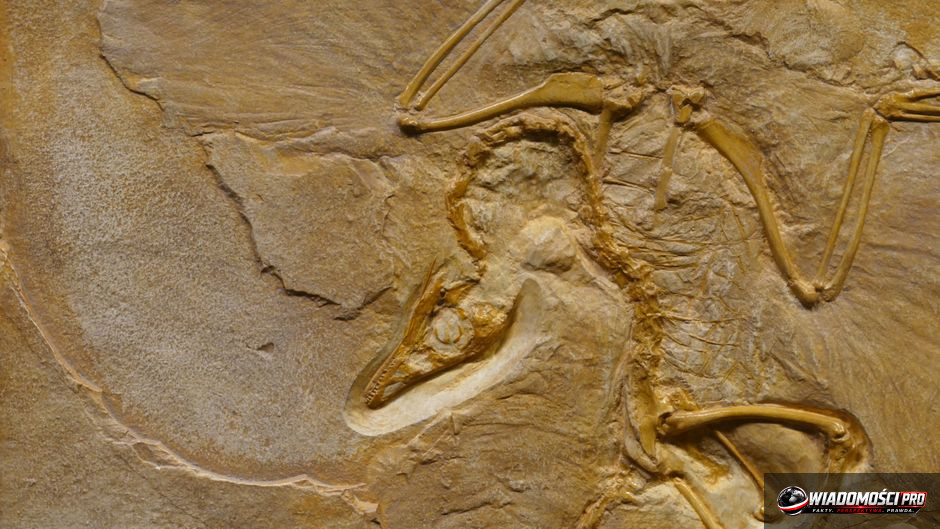 Paleontolodzy analizujący skamieniałość w chińskim laboratorium.